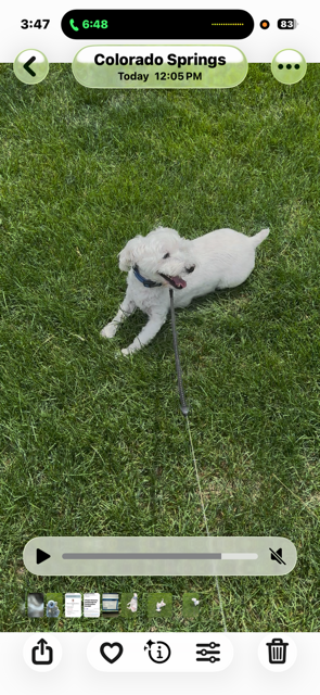 Ralphie on a walk with Pups Deployed